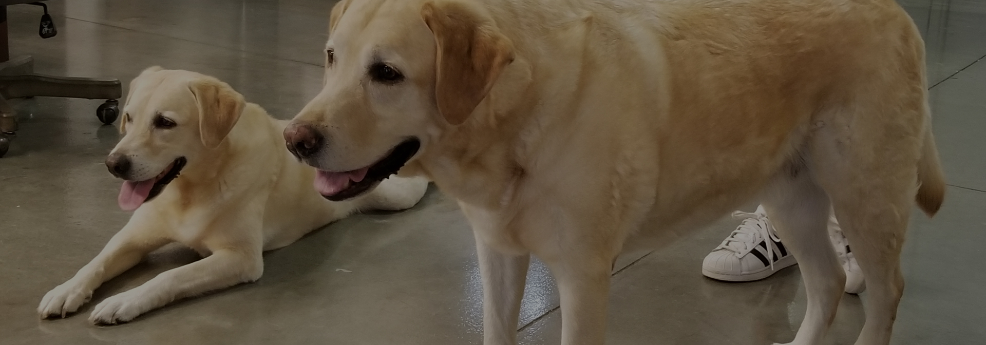 Pampered Pet Resorts Naples, Florida Premier daycare and boarding