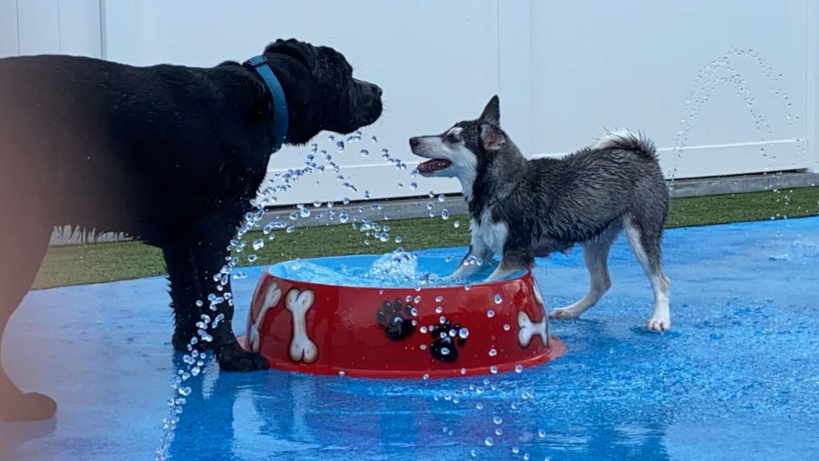 Naples FL Doggie Daycare Dogsitting & Puppy Day Care Services