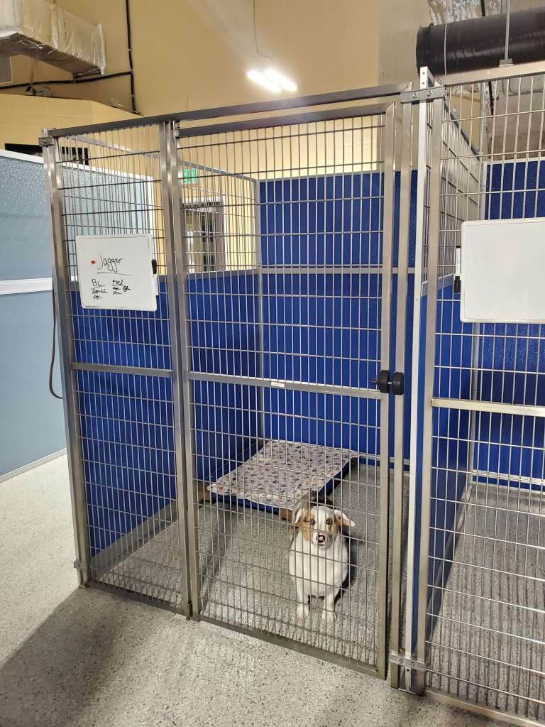 Naples FL Overnight Dog Boarding Luxury Dog Hotel & Lodging