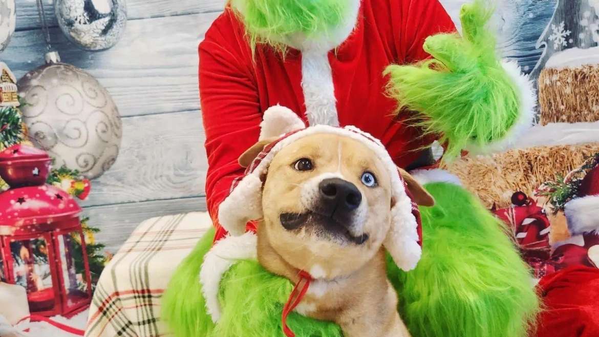 Naples FL Dog Boarding Kennel & Doggie Day Care Latest News