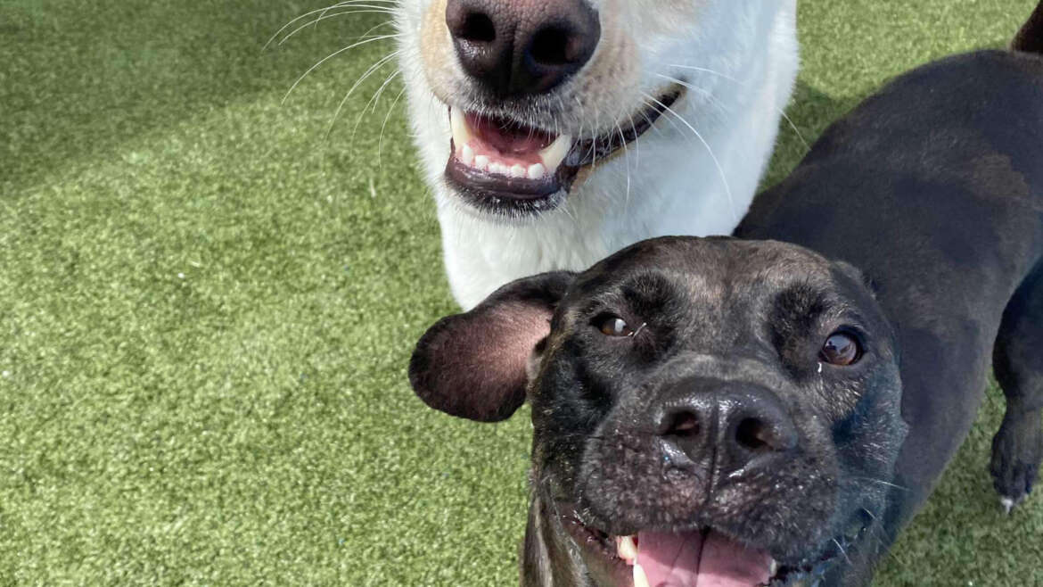 Best Dog Boarding in Naples FL