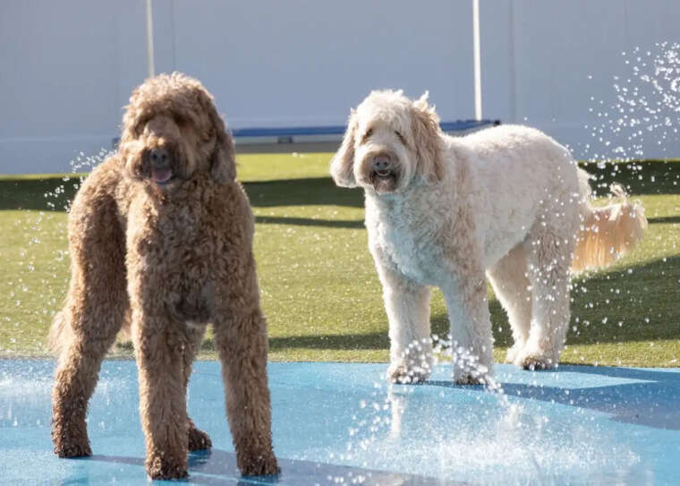 Naples FL Dog Day Care & Boarding Kennel Pampered Pet Resorts