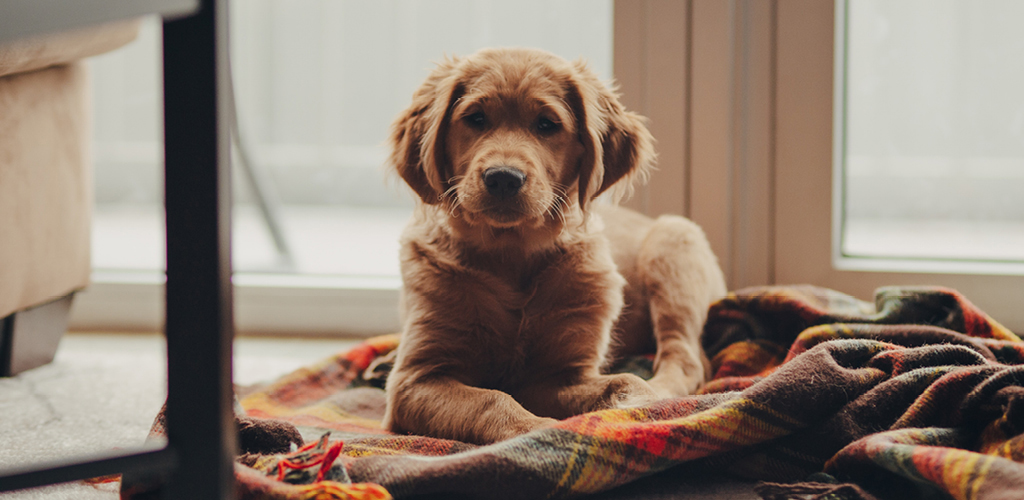 dog-boarding-naples-florida