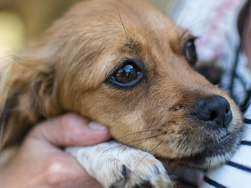 dog boarding services naples florida