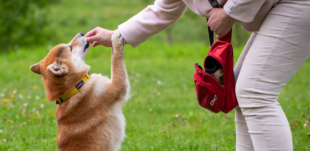 dog daycare boading - naples florida