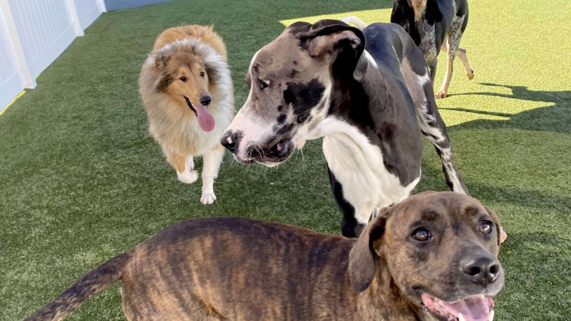 Naples FL Dog Boarding Kennel & Doggie Day Care Latest News