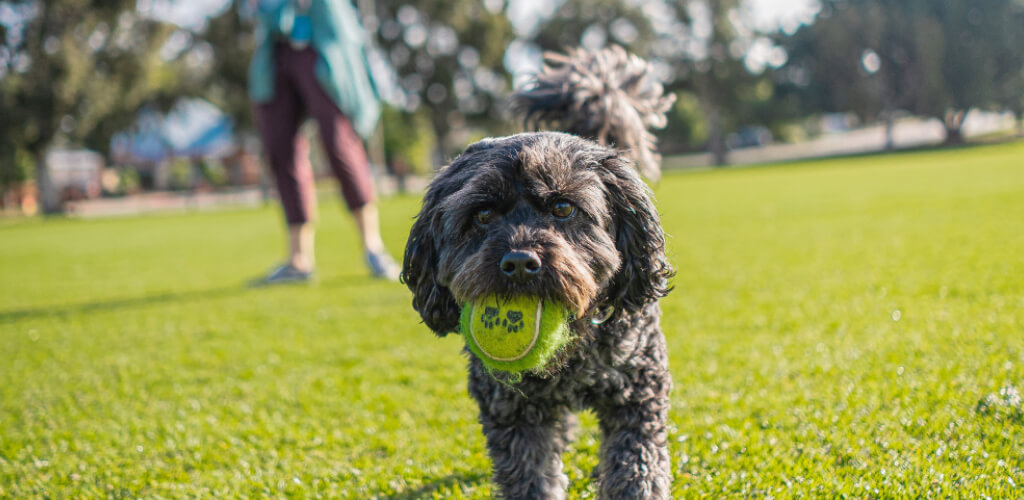 dog playing