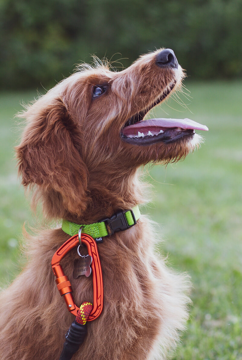 dog smiling